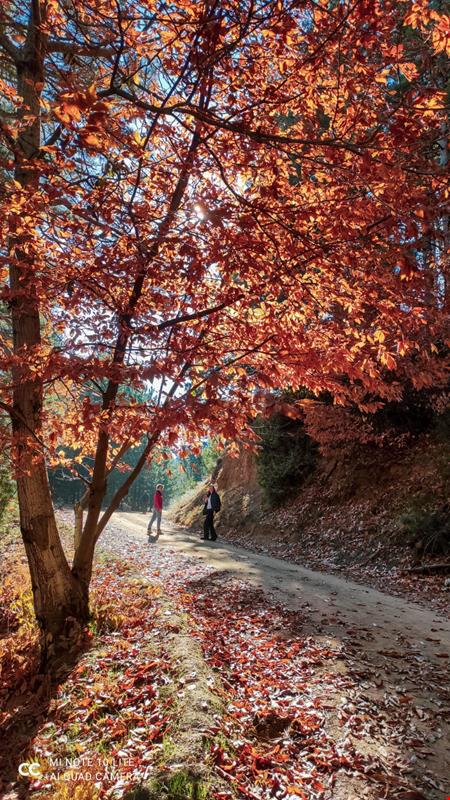 Torrhebia Dağ Evi